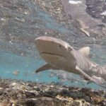 Sal Island: Shark Bay Shark Watching Experience from Santa Maria - The Water and Viewing Experience
