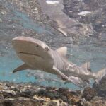 Sal Private Tour: All inclusive Salt Lake, Blue eye and Shark Bay - Visiting Buracona and the Blue Eye