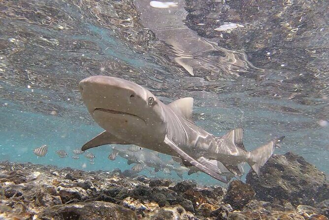 Sal Private Tour: All inclusive Salt Lake, Blue eye and Shark Bay - Visiting Buracona and the Blue Eye