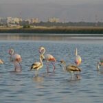 Salalah by Night Tour - Charming Evening in the Garden City - FAQ