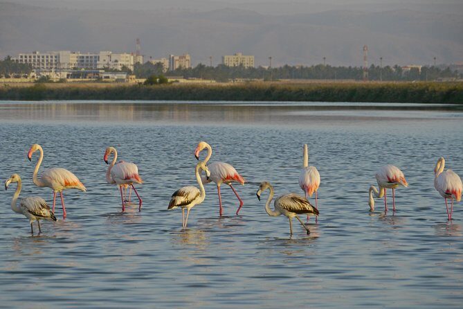 Salalah by Night Tour - Charming Evening in the Garden City - FAQ