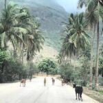 Salalah Mountain Safari Tour 2(Full Day Tour) - The Full Experience: What to Expect