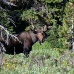 Sälen: Evening Moose Safari in the Forests - The Guides and Their Expertise
