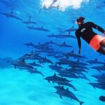 Samadai Dolphin House Snorkel Trip - Marsa Alam - Who Is This Tour Best Suited For?