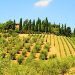 San Gimignano, Siena, Monteriggioni: Fully Escorted Tour, Lunch & Wine Tasting - San Gimignano: The Towered Town