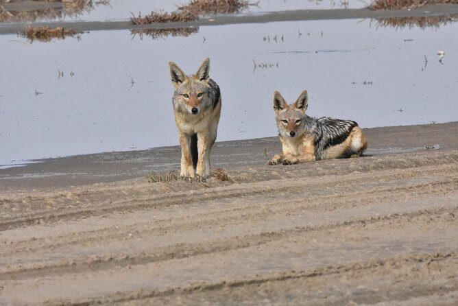 Sandwich harbour and Welwitschia Tour - Dunes and Coastal Wonders