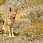 Sandwich Harbour Guided, Self-Drive Tour - Why This Tour Offers Real Value