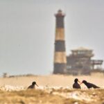 Sandwich Harbour & Pelican Point Full Day Tour - Practical Details and Tips