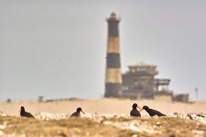 Sandwich Harbour & Pelican Point Full Day Tour - Practical Details and Tips