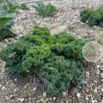 Santorini: Farm and Winery Guided Tour - Why This Tour Offers Great Value