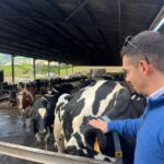 São Miguel: Nordeste Tour with Cow Milking - Practicalities & Considerations