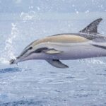 São Miguel: Whale Watching, Lunch, & Water Activities - Exploring the Experience in Detail
