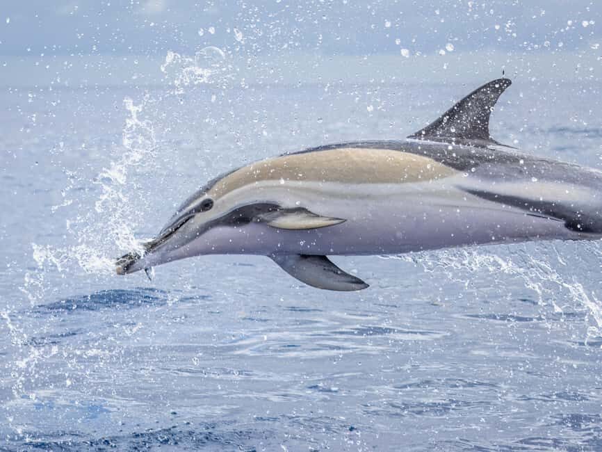 São Miguel: Whale Watching, Lunch, & Water Activities - Exploring the Experience in Detail