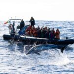 São Miguel: Whale Watching & Wild Dolphins Swimming Full-day - FAQ