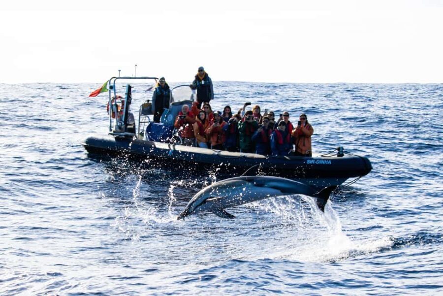 São Miguel: Whale Watching & Wild Dolphins Swimming Full-day - FAQ