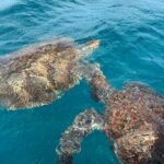 São Vicente: Private Snorkel Experience with Sea Turtle - Who Is This Tour Best For?