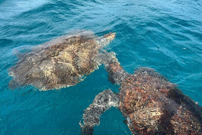 São Vicente: Private Snorkel Experience with Sea Turtle - Who Is This Tour Best For?