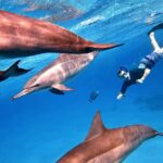 Sataya Dolphin House Snorkel Trip - Marsa Alam - Authentic Insights from Reviewers