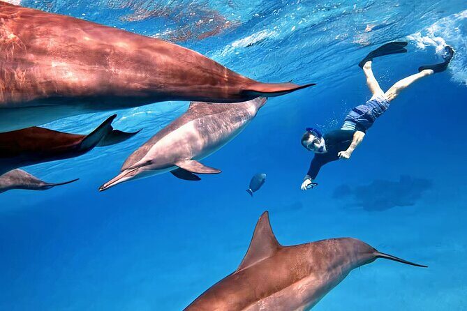 Sataya Dolphin House Snorkel Trip - Marsa Alam - Authentic Insights from Reviewers
