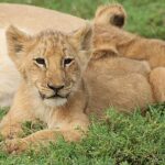 Schotia Big 5 Safari Port Elizabeth (optional accommodation) - Analyzing the Value and Pricing