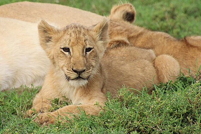 Schotia Big 5 Safari Port Elizabeth (optional accommodation) - Analyzing the Value and Pricing