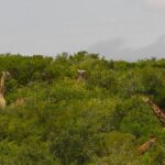 Schotia Private Game African Safari Guided Tour - What to Expect from the Schotia Private Game Safari