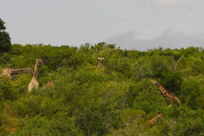 Schotia Private Game African Safari Guided Tour - What to Expect from the Schotia Private Game Safari