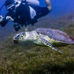 Scuba Dive and Explore Aqaba's Red Sea with a Private Guide - What Makes This Tour Stand Out?