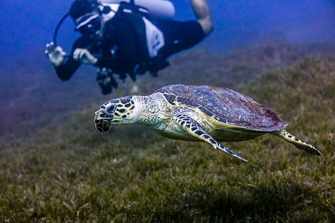 Scuba Dive and Explore Aqaba's Red Sea with a Private Guide - What Makes This Tour Stand Out?
