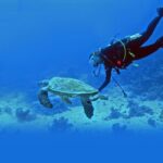 Scuba Diving at Jumeirah Dubai with Private Transfers - Who Should Book This?