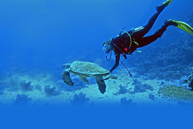 Scuba Diving at Jumeirah Dubai with Private Transfers - Who Should Book This?