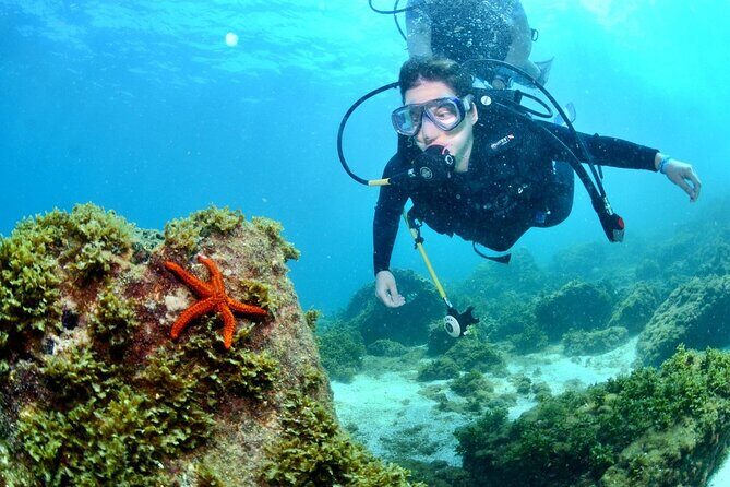 Scuba Diving in Fujairah with Private Transfers - The Marine Environment and Highlights