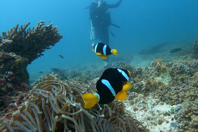 Scuba Diving in muscat - The Logistics and Practical Details
