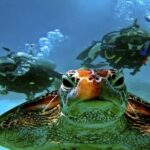 Scuba Diving Open Water PADI Course - Sharm El Sheikh - Authentic Experiences & Instructor Insights
