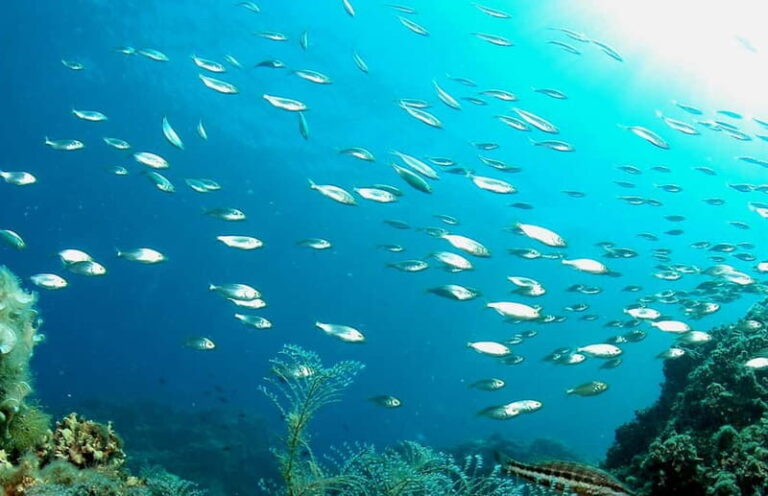 Scuba diving-private and individual No certification needed - Practical Tips for Your Dive
