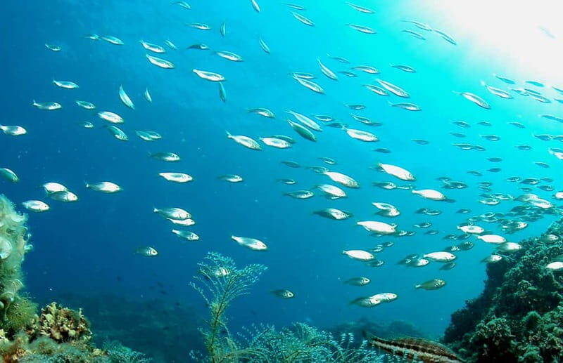 Scuba diving-private and individual No certification needed - Practical Tips for Your Dive