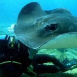 Scuba Diving trips for Certified Divers in Tenerife - What to Expect on the Trip
