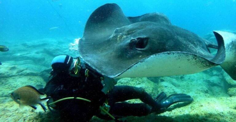 Scuba Diving trips for Certified Divers in Tenerife - What to Expect on the Trip