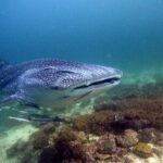 Scuba Diving Trips to Dimaniyat Islands - Who Will Love This Experience?