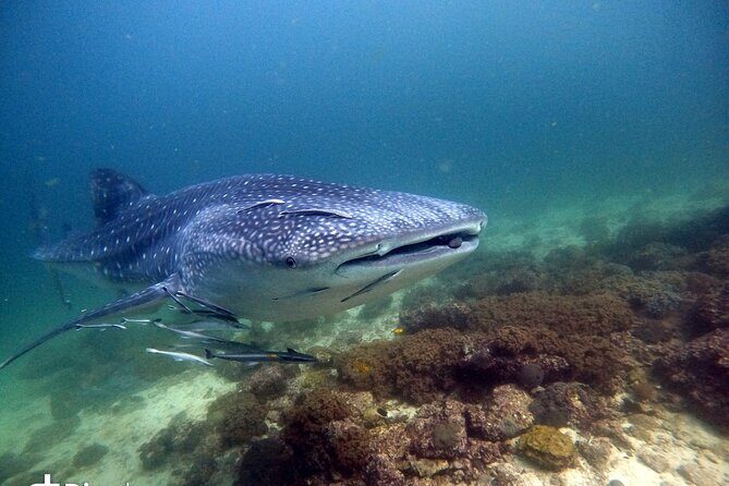 Scuba Diving Trips to Dimaniyat Islands - Who Will Love This Experience?