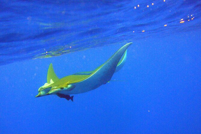 Scuba Diving - Why This Tour Stands Out