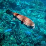 Sea Scope Semi Submarine - Marsa Alam - Important Details and Considerations