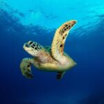 Sea Trip by Boat to Marsa Mubarak  Snorkeling in Marsa Alam - Practical Tips for Your Trip