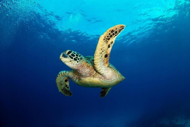 Sea Trip by Boat to Marsa Mubarak  Snorkeling in Marsa Alam - Practical Tips for Your Trip