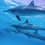 Sea Trip to Dolphin House & Snorkeling With Lunch - Marsa Alam - Practical Details: What You Need to Know