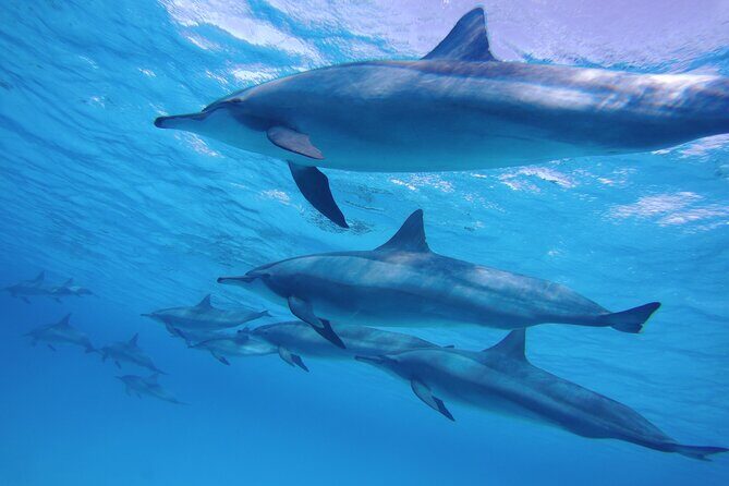 Sea Trip to Dolphin House & Snorkeling With Lunch - Marsa Alam - Practical Details: What You Need to Know
