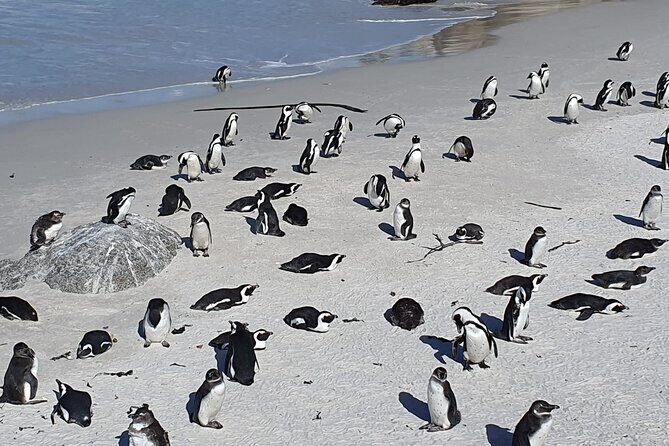 Seal Island,Cape of Good Hope&Penguins Shared Tour,From Cape Town - Who Will Love This Tour?