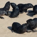 Seal Kayaking at Pelican Point from Swakopmund - Final Thoughts