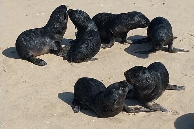 Seal Kayaking at Pelican Point from Swakopmund - Final Thoughts