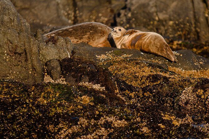 SEAL SAFARI in Savonlinna from Helsinki (private) - The Full Experience: A Detailed Look at the Tour
